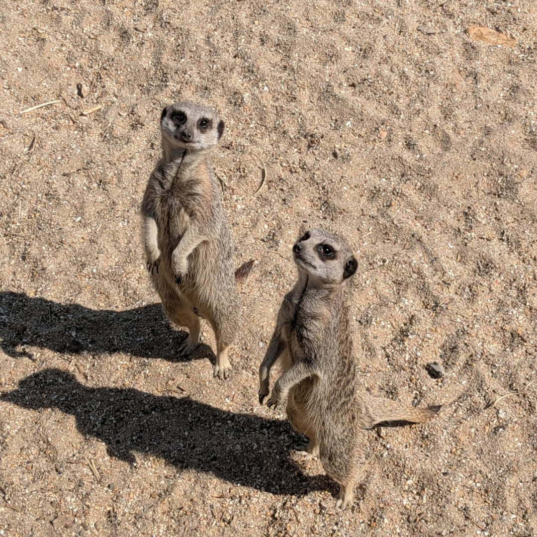 photo of two meerkats