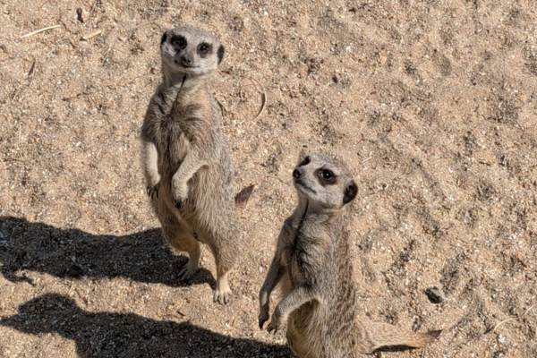 Image of two meercats