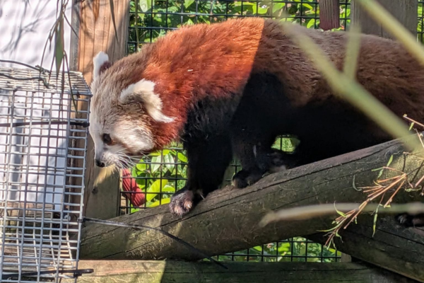 Red panda